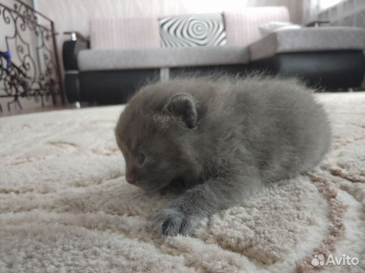 Котенок мальчик серый