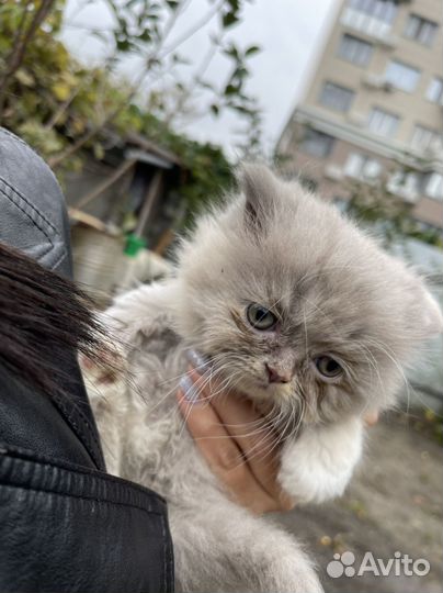 Котята экзоты