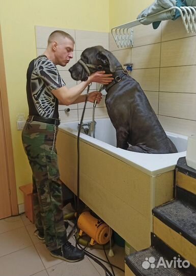 Стрижка животных