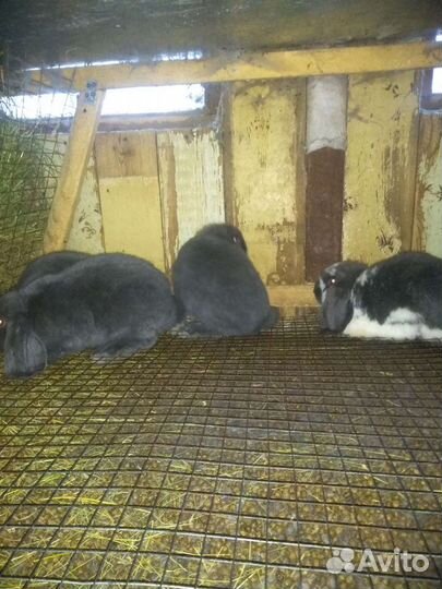 Французский баран