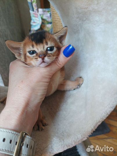 Аби котята весёлые ребята