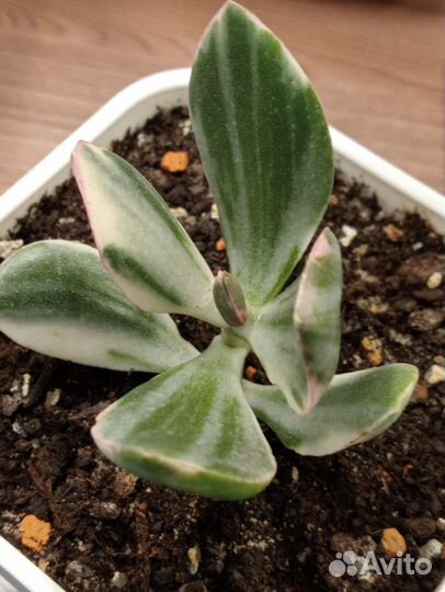 Крассула Триколор