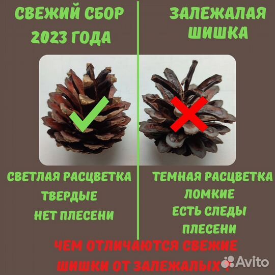 Шишки для поделок и творчества. Новогодний декор