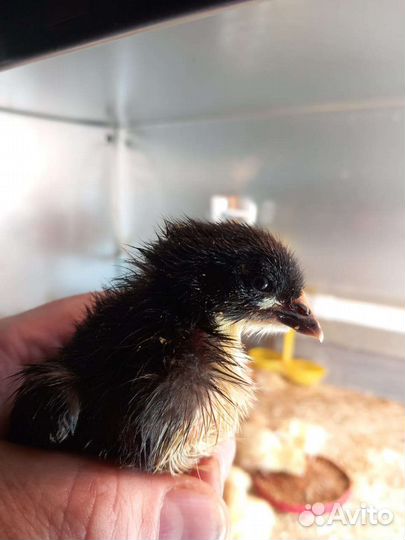 Маран черно-медный,Гуси,Утки,Индоутки,Цесарки