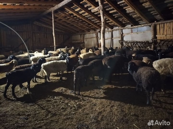Овцы бараны