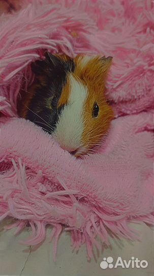 Морская свинка девочка