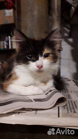 Кошки в добрые руки