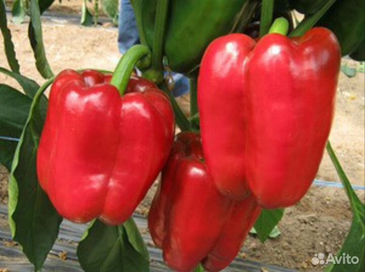 Рассада перца сладкого