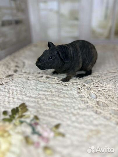 Морская свинка