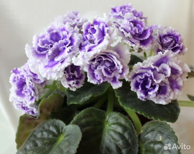 Фиалка нк - Лилон - Лила