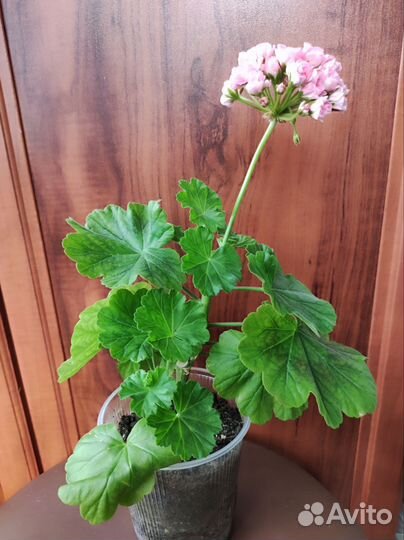 Пеларгония Australien Pink Rosebud