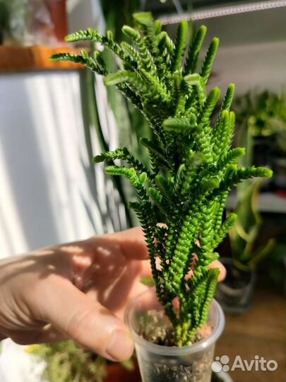 Крассулы Эхеверия Монаканта Пахифитум Суккуленты