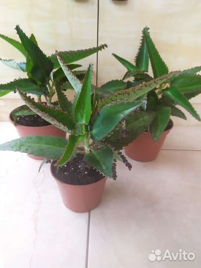 Каланхоэ лечебный