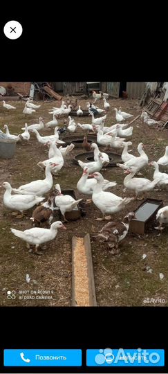 Индоутка домашняя