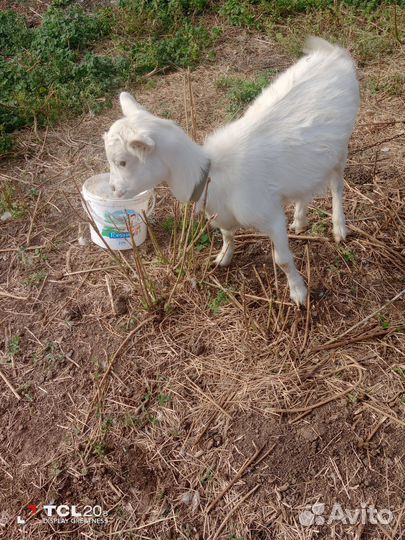 Козел,козы и козочка