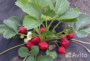 Продаю рассаду садовой земляники 