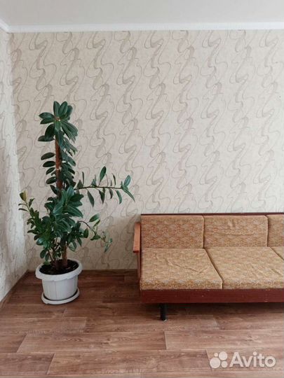 Цветок Фикус