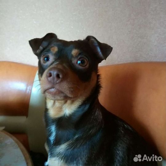 Вязка той-терьер