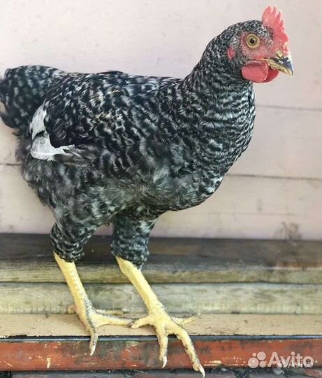 Куры петухи
