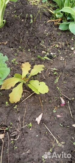 Саженцы дуба