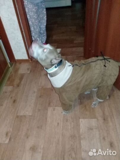 Пошив одежды для собак и кошек