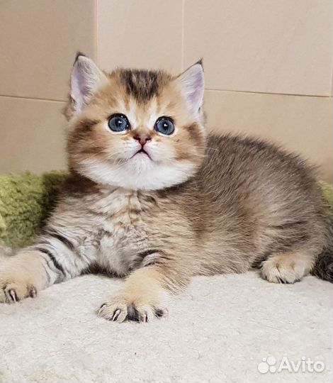 Британские золотая шиншилла котята