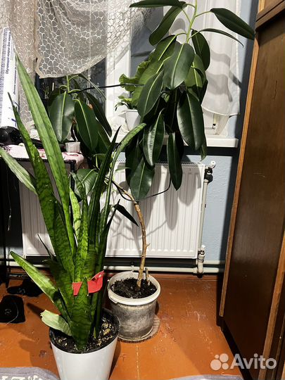 Сансевиерия тещин язык фикус цветы