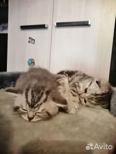 Шотландская