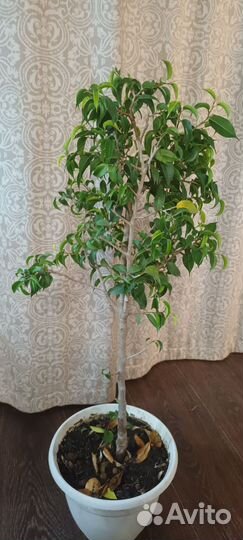 Фикус бенджамина