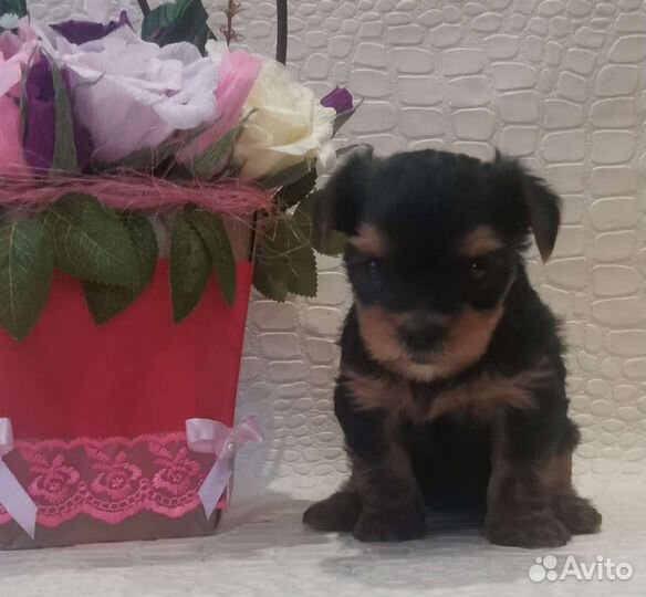 Йоркширский терьер щенки