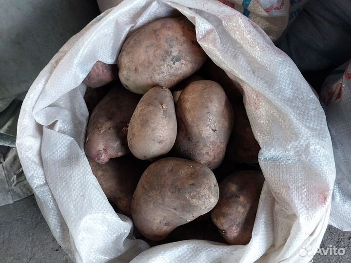 Продам картофель