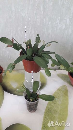 Кактусы и суккуленты