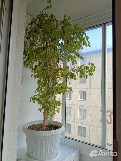 Фикус бенжамина большой