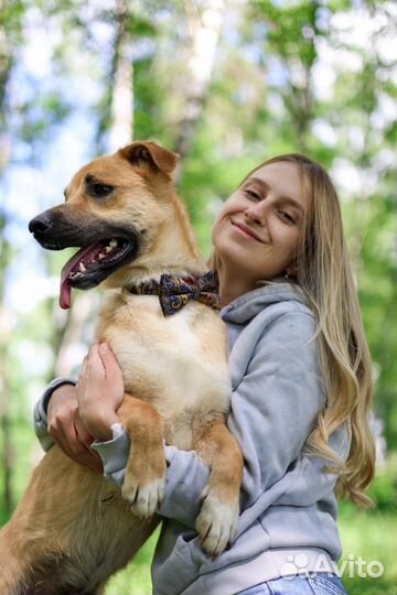 Собаке плохо в приюте