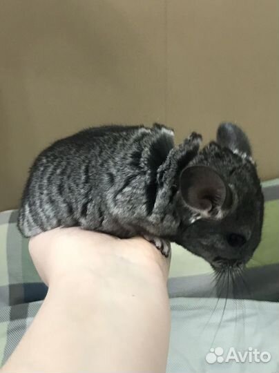 Шиншилла