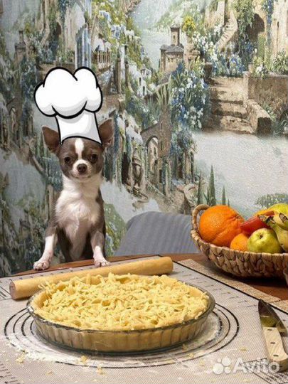 Чихуахуа вязка