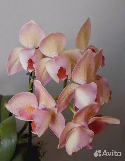 Орхидея легато,Смоки Пинк,Смоки Пинк пелор