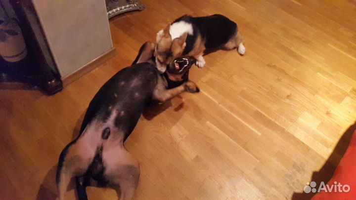 Домашняя передержка для собак м. Новослободская