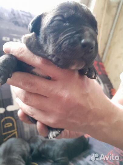 Щенки питбультерьера