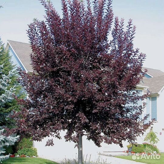 Саженцы черемухи Неубиенная