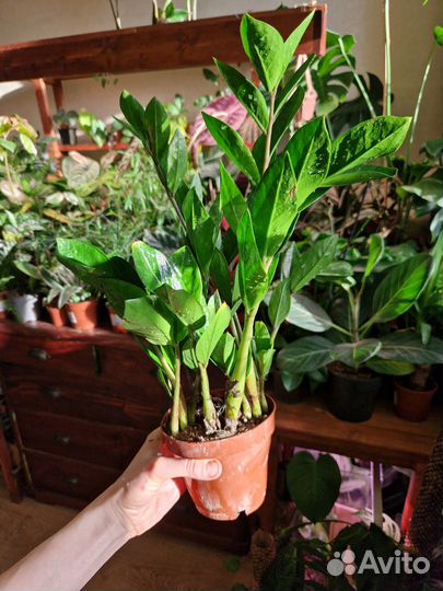 Замиокулькас