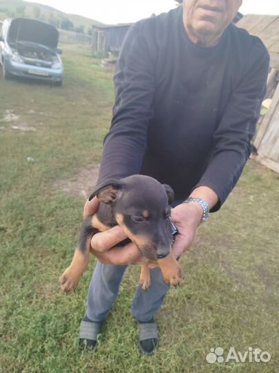 Щенок ягдтерьера