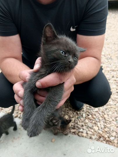 Отдам котят в добрые руки