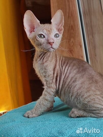 Донской сфинкс котята