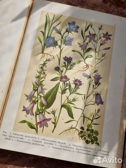 Хромолитографии Монтеверде Атлас Ботанический