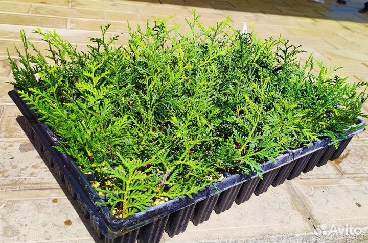 Ассортимент туи в кассете