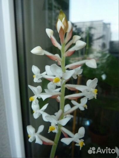 Лудизия Сингониум Spear Point Каллизия Элеганс