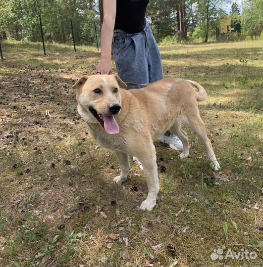 Собака в приюте