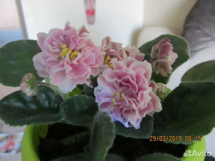 Продаю фиалки