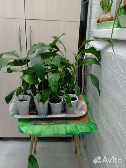 Спатифиллум